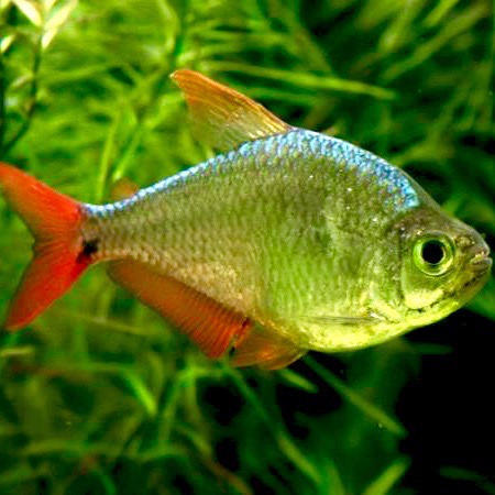 Astyanax sp.   Colombia tetra L